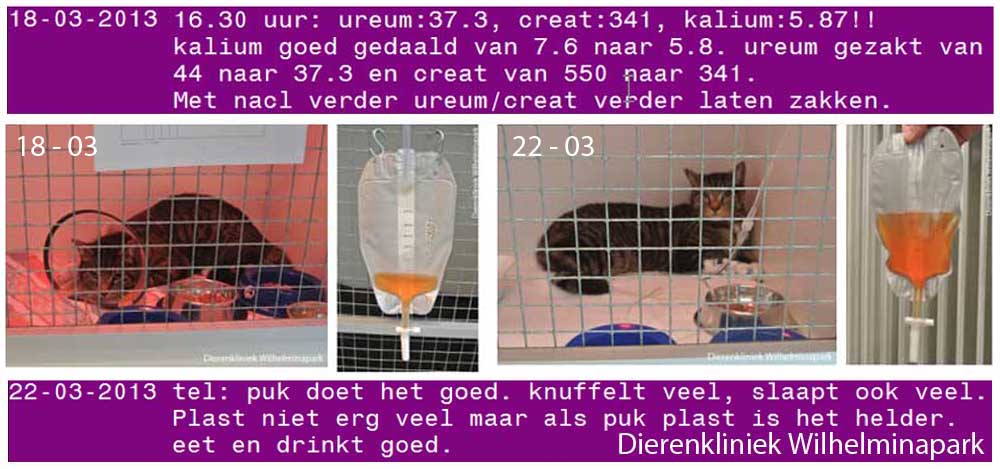 Een kat met een blaasruptuur kan mits alles goed gaan weer volledig genezen